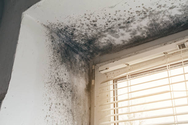 Affordable Commercial Mold Remediation solutions in Gig Harbor, WA